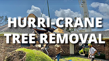 Hurri-Crane Tree Removal